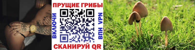 купить   Плёс  Псилоцибиновые грибы Psilocybine cubensis 